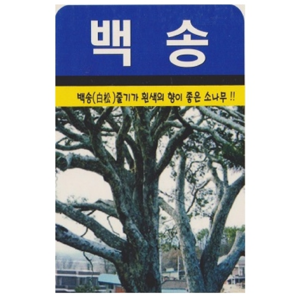 백송 줄기가 흰색의 향이 좋은 소나무 100립 : 녹색그린농산