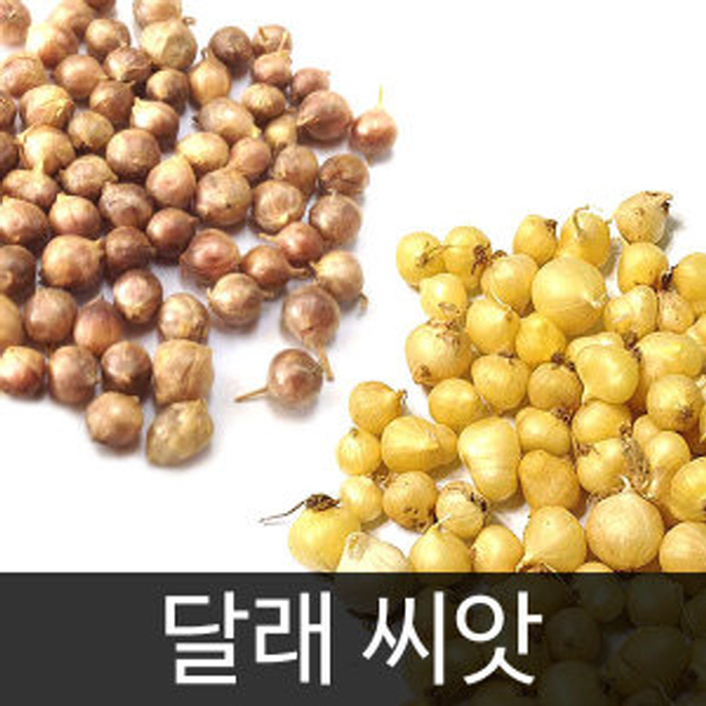 gr달래씨앗 채소씨앗 야채 씨앗 종자 종패 종폐 300알 : 신가네