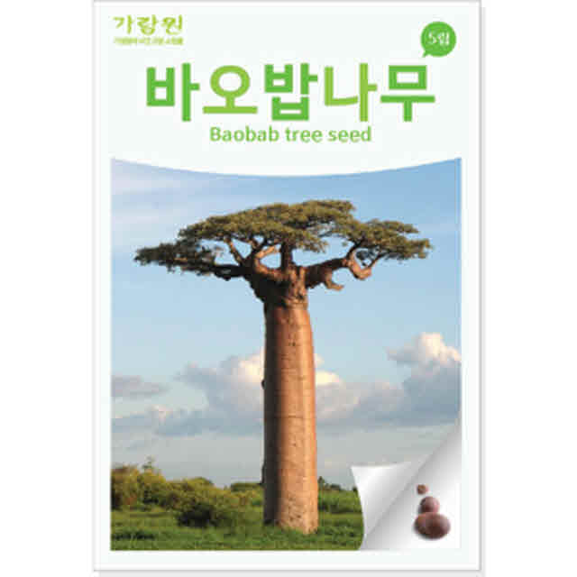 gr바오밥 나무 씨앗 디지타타 종자 어린왕자 씨 5알 : 신가네