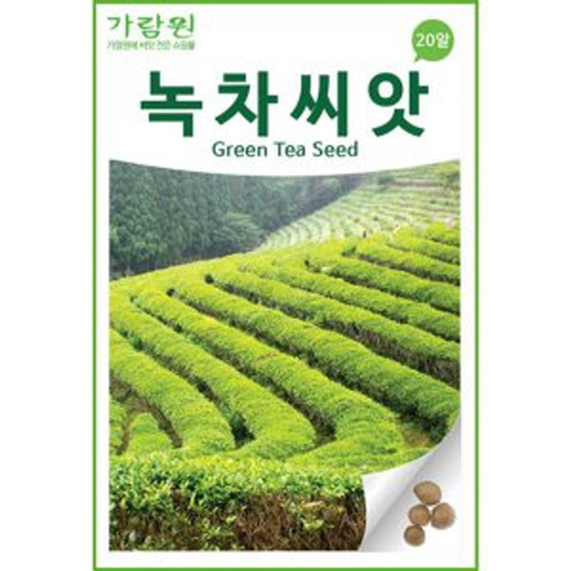 gr1kg 녹차 씨앗 녹차나무 종자 차나무 씨 700~800개 : 신가네
