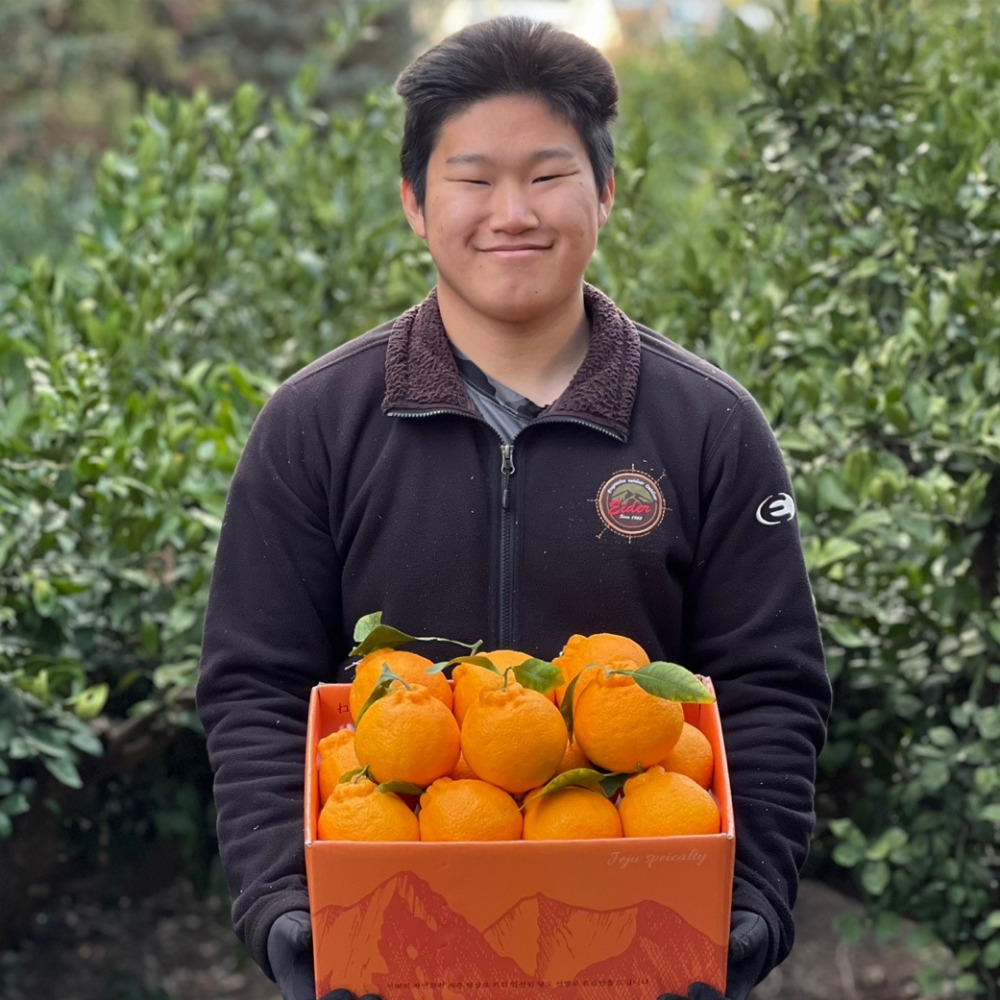 3대째 가업 제주도한라봉 가정용 선물용 1kg 3kg 5kg : 정 한숟가락