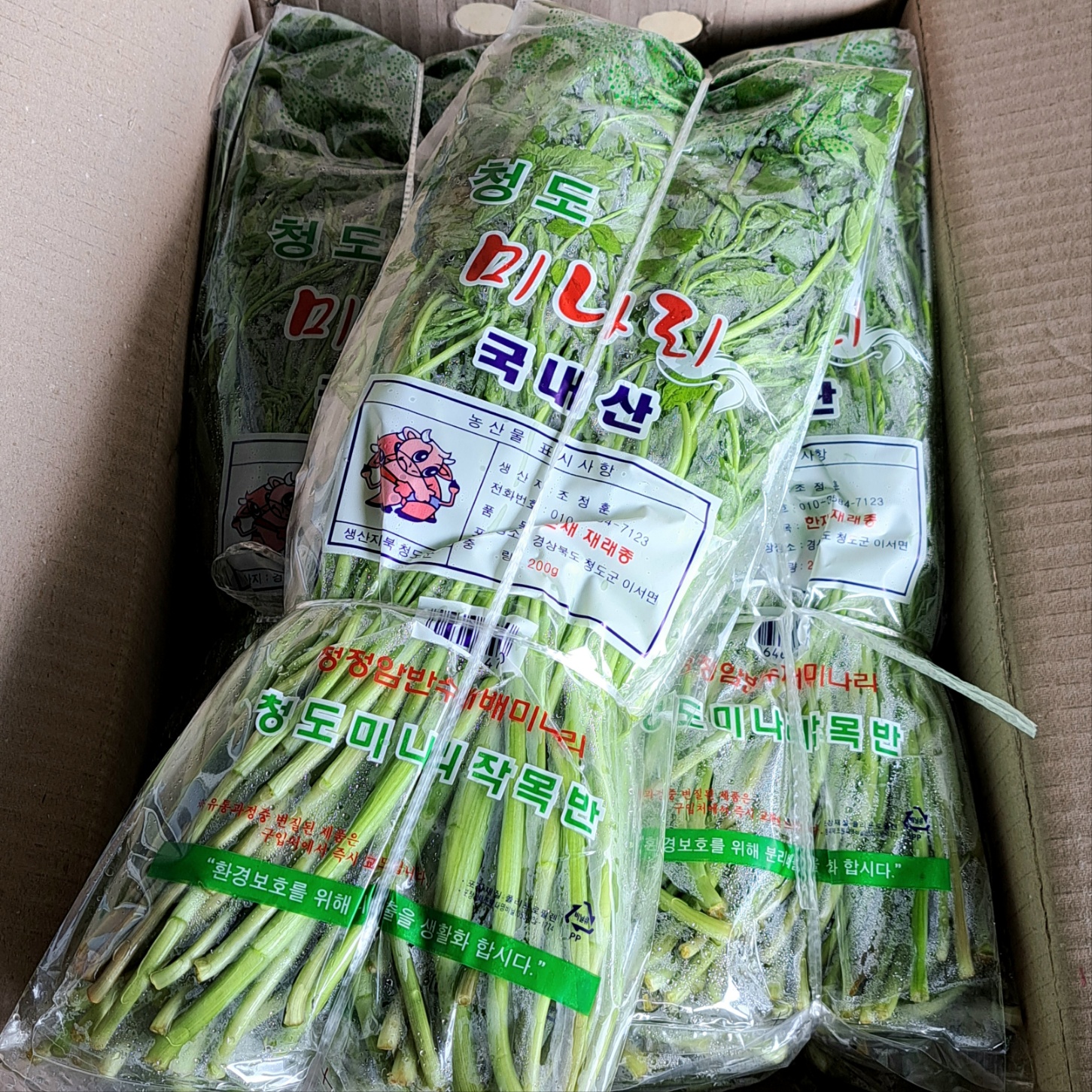 청도 미나리 1kg (5봉) : 채소애
