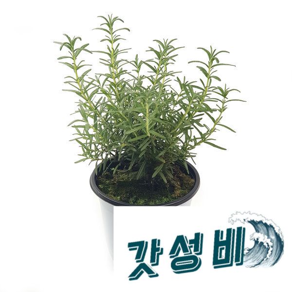 공기정화 마리 중품 15cm : 인천소리