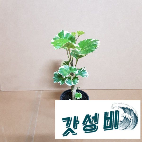 파비안느(SW)2019 새상품 공기정화 : 인천소리