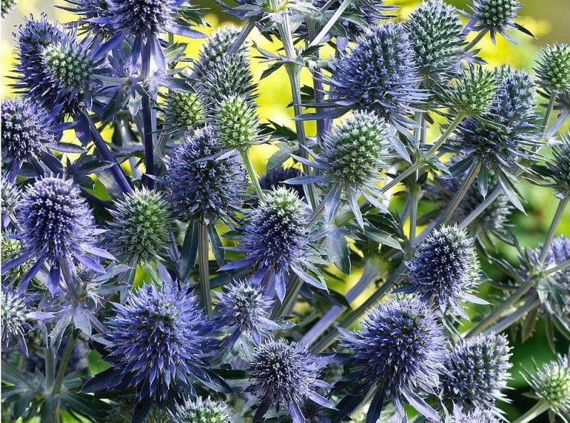 에린지움 블루글리터(Eryngium planum Blue Glitter) 노지월동다년생 11호포트 3개 : 재궁골