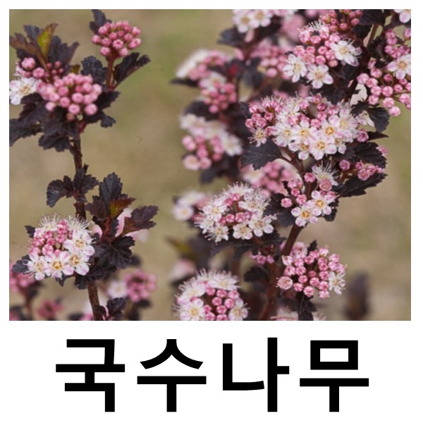 자엽국수나무 묘목 타이니와인 삽목2년 포트묘 : 언니농원