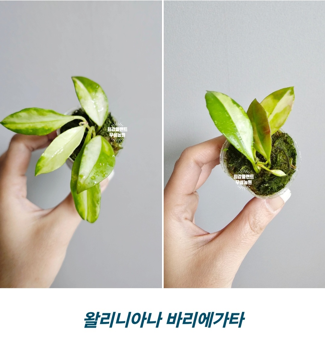 호야 왈리니아나바리에가타 수입호야 양재꽃시장 우성농원 hoya walliniana variegata : 최강플랜트