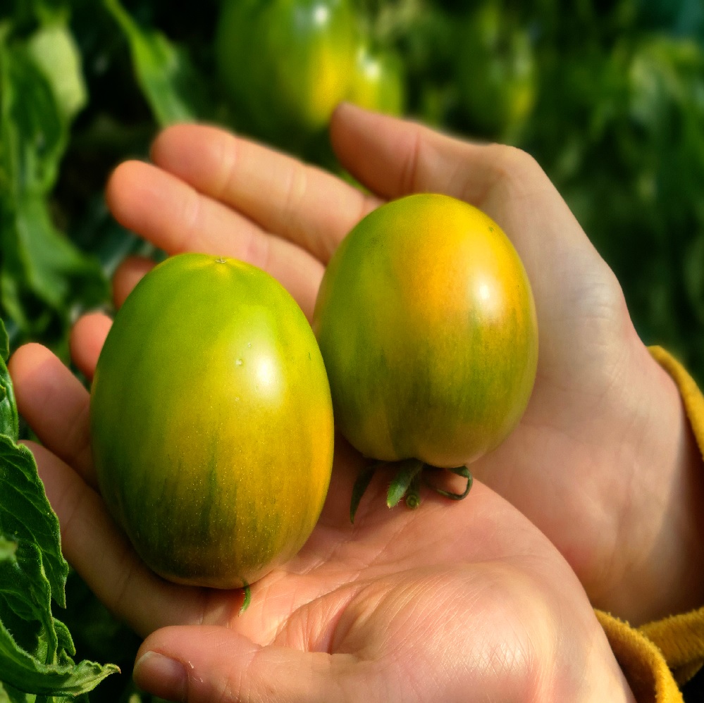 대저짭짤이토마토 : 부림태양광발전소