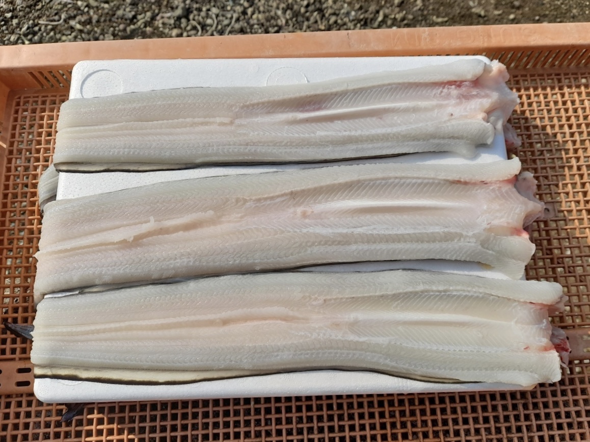 자연산 통영 바다장어 대 1kg 2~4미 아나고 붕장어 국내산 장어구이 : 산지 밥상