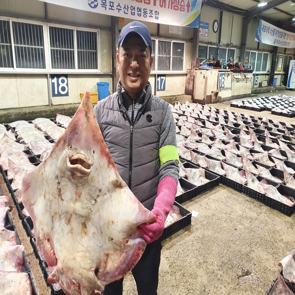 국산 목포 대청도 군산 홍어 삭힌 흑산도홍어 500g 1kg : 손가네한우