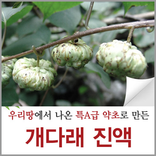 개다래 충영 : 신토불이약초