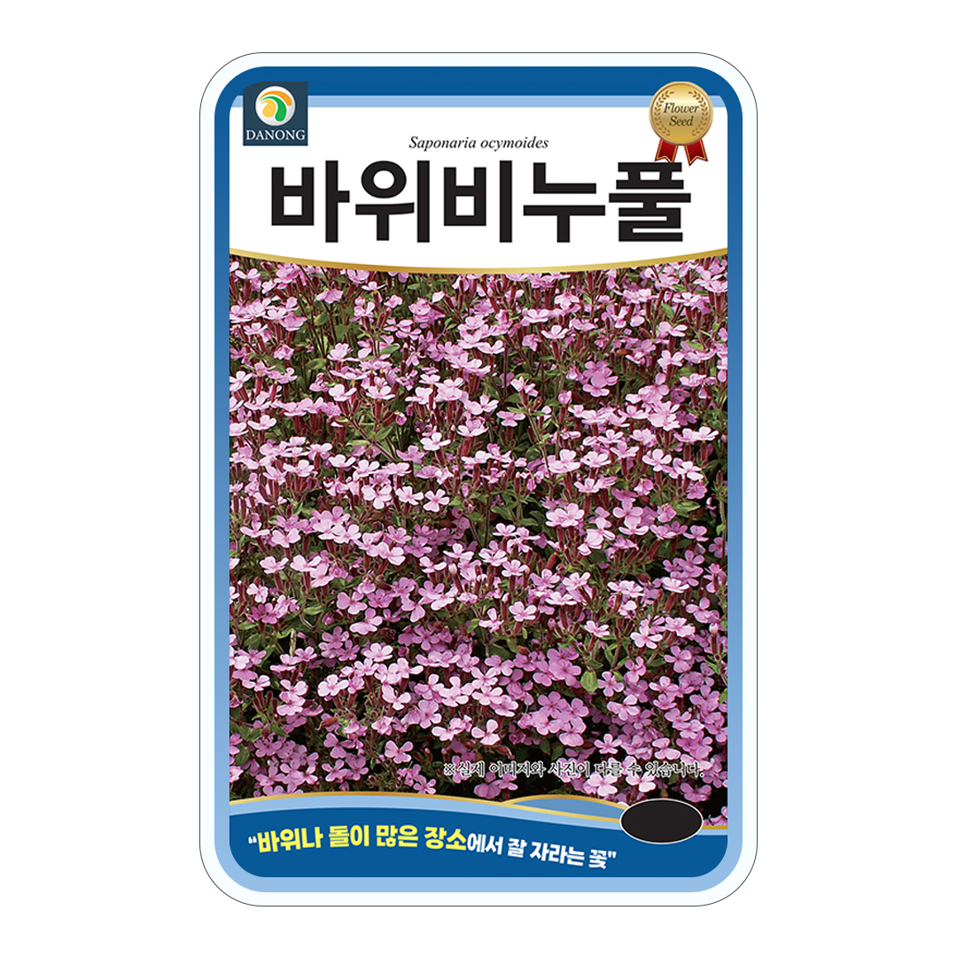 바위비누풀씨앗 100립 꽃씨 야생화씨 : 튼튼씨앗