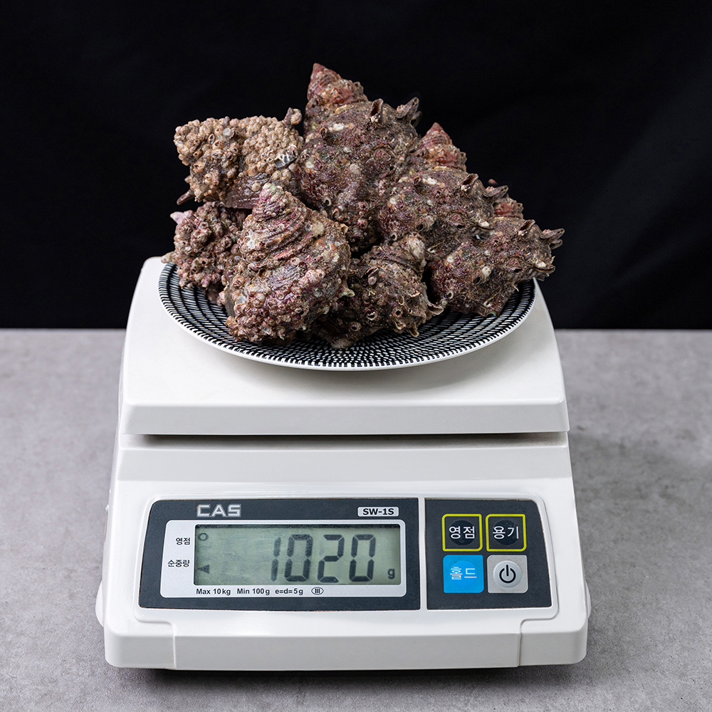 자연산 뿔소라 1kg 제주 통영 참소라 뿔소라회 : 젬스토랑