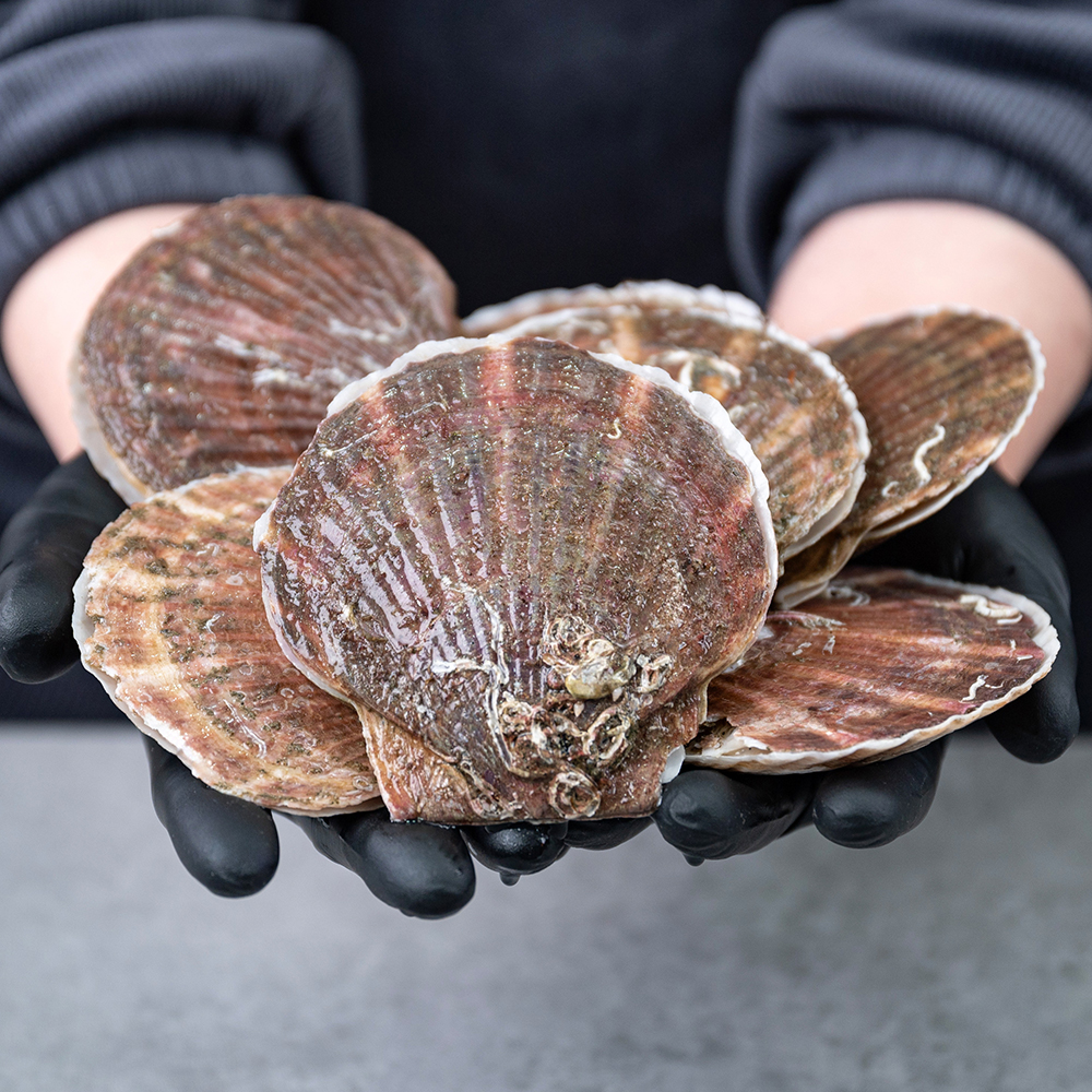 대왕 참가리비 1kg 제철 왕 큰 가리비 캠핑 조개구이 : 젬스토랑