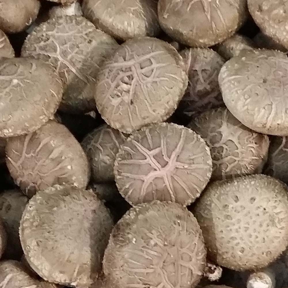 국산 유기농 생표고버섯 1kg 화고 : 해담은 버섯농장