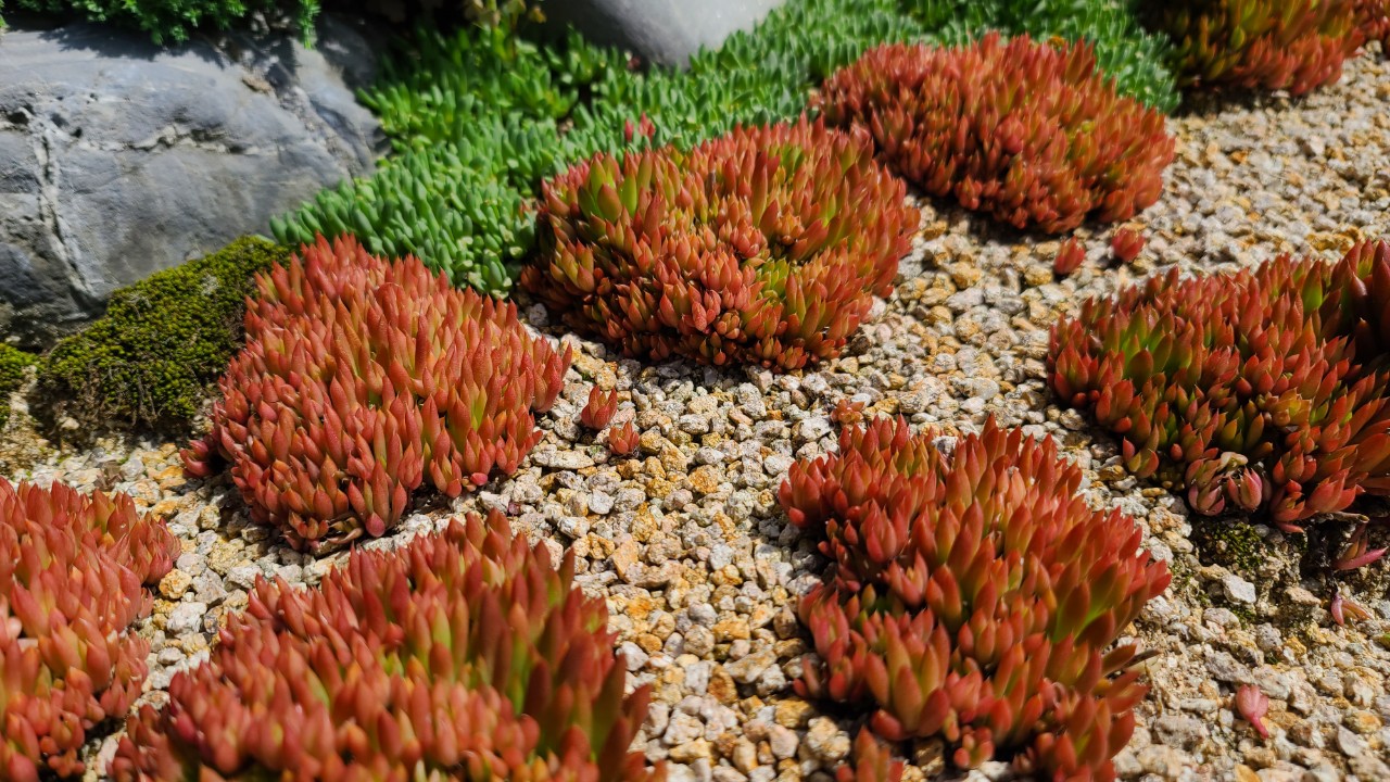 만홍 새솔 바위솔 sempervivum 용설TV 인테리어 다육식물 가든 월동  자생종 돌나물과 다년생식물 : 용설 바위솔