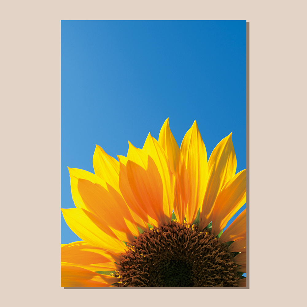 풍수 그림 포스터 인테리어 액자 푸른하늘 황금 해바라기 4x6 : 스웨리움