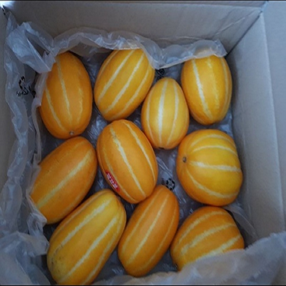 참외 성주 벌꿀 1kg 2kg 5kg 석군 경북성주참외 : 가락시장 목포상회 과일
