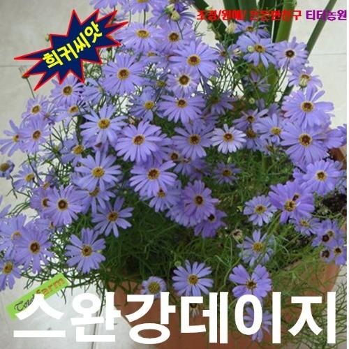 브라키컴 블루스타 스완강데이지 25립 씨앗 구근 모종 꽃씨 봄 여름 가을 겨울 희귀 심는꽃 야생화 : 그린엘리펀트