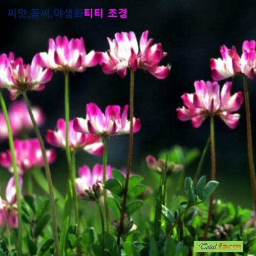 녹비 자운영 100립 씨앗 구근 모종 꽃씨 봄 여름 가을 겨울 희귀 심는꽃 야생화 : 그린엘리펀트