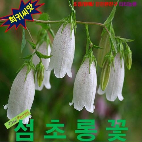 섬초롱꽃 15립 씨앗 구근 모종 꽃씨 봄 여름 가을 겨울 희귀 심는꽃 야생화 : 그린엘리펀트