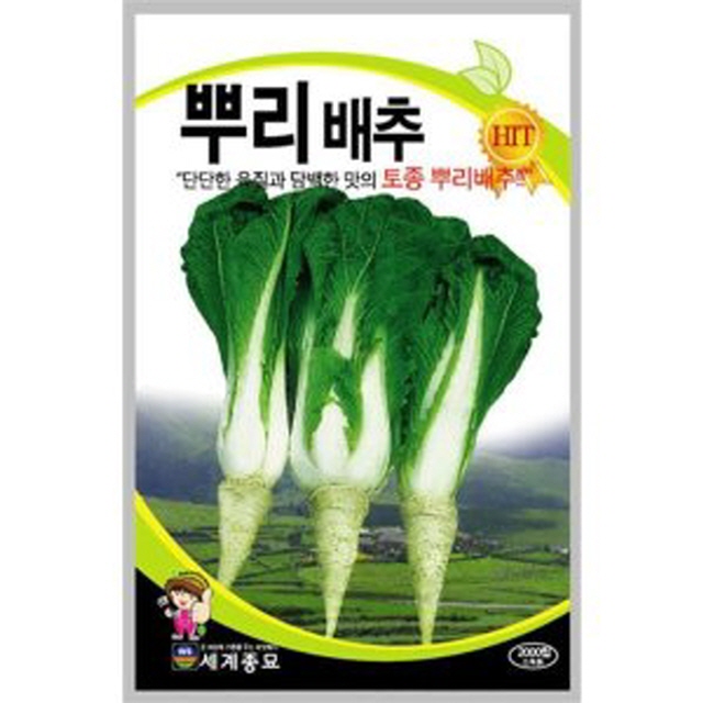 gr뿌리 배추 씨앗 종자 채소 씨 토종 재래종 2000알 : 녹색그린농산