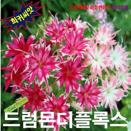 드럼몬디플록스 트윙클스타 10립 씨앗 구근 모종 꽃씨 봄 여름 가을 겨울 희귀 심는꽃 야생화 : 그린엘리펀트