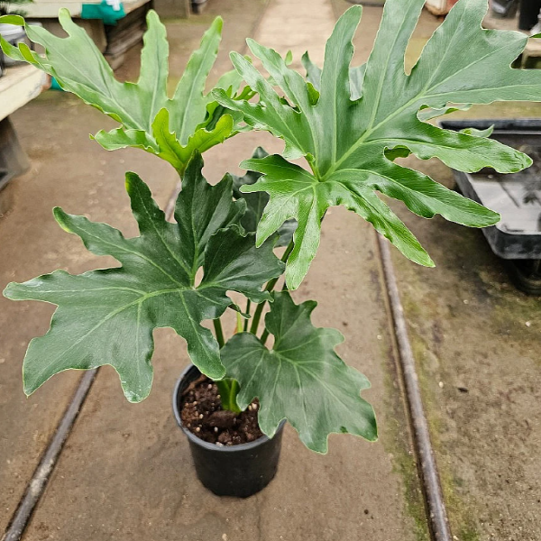 호프셀렘(풍성해요) 새로입고 높이 35~45cm : 범수농장