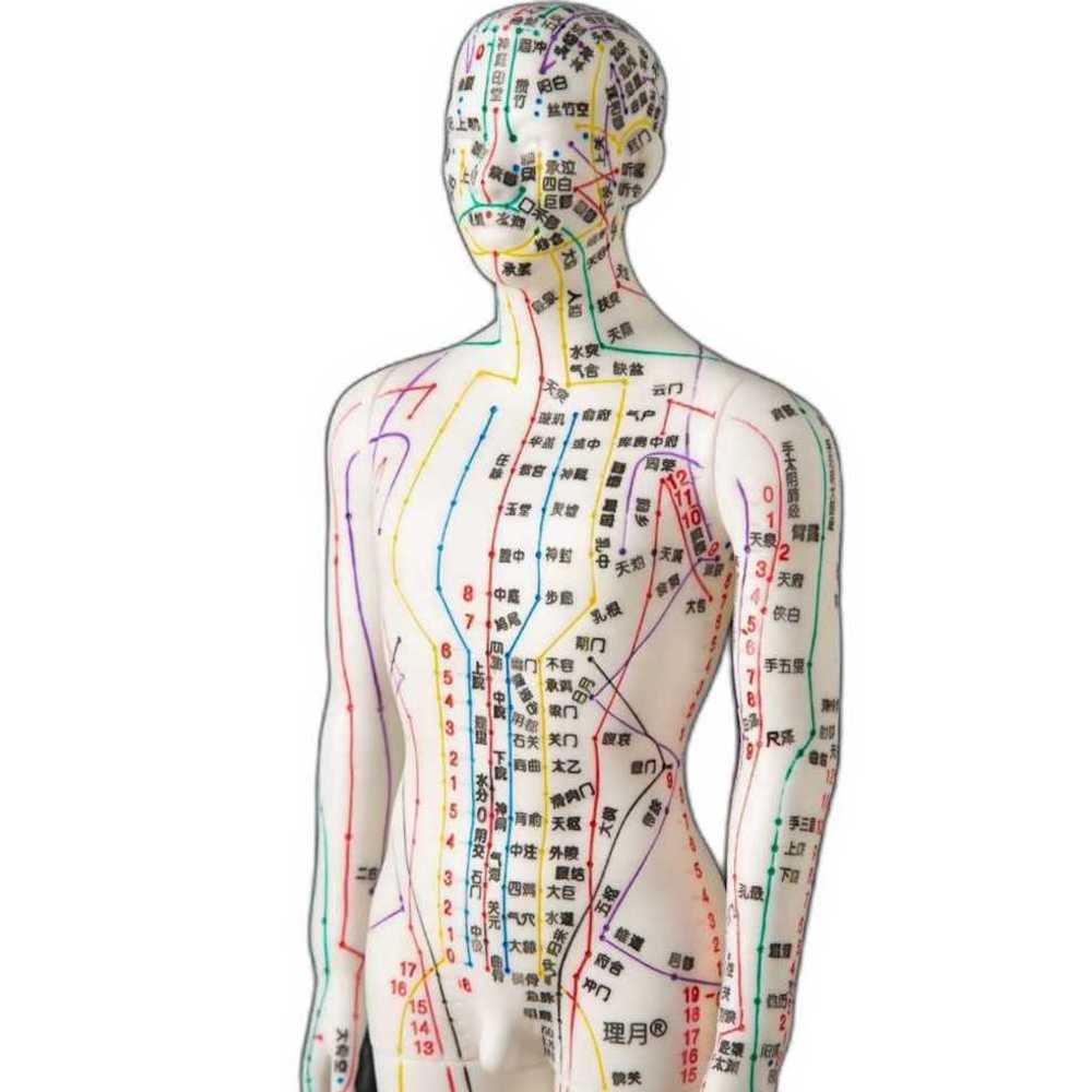 모형 한의원 경혈 침자리 피규어 미니 인형 혈자리 : 바이어블비2