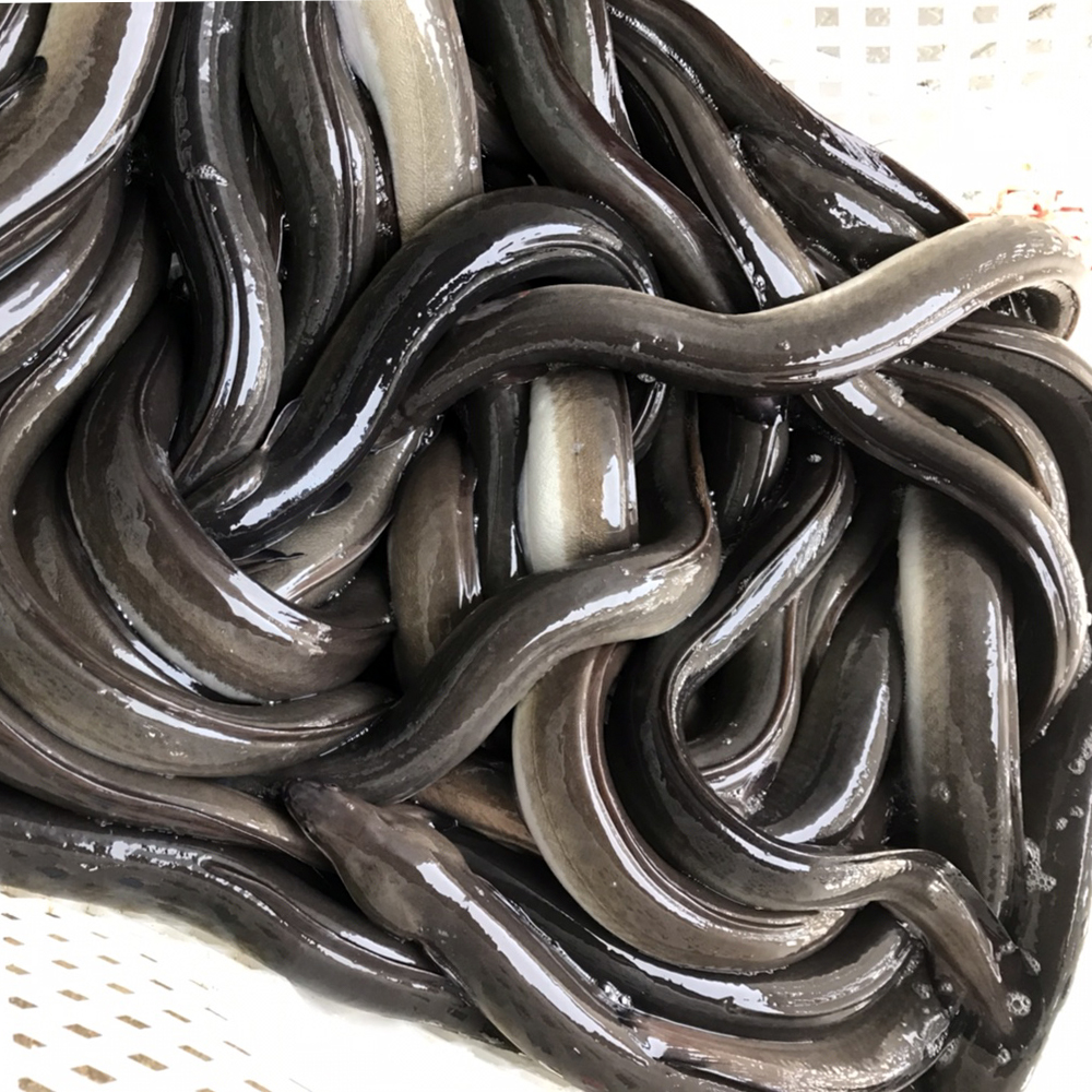 자포니카 고창민물장어 1kg(손질후 650g 내외)+소스 : 8도장터