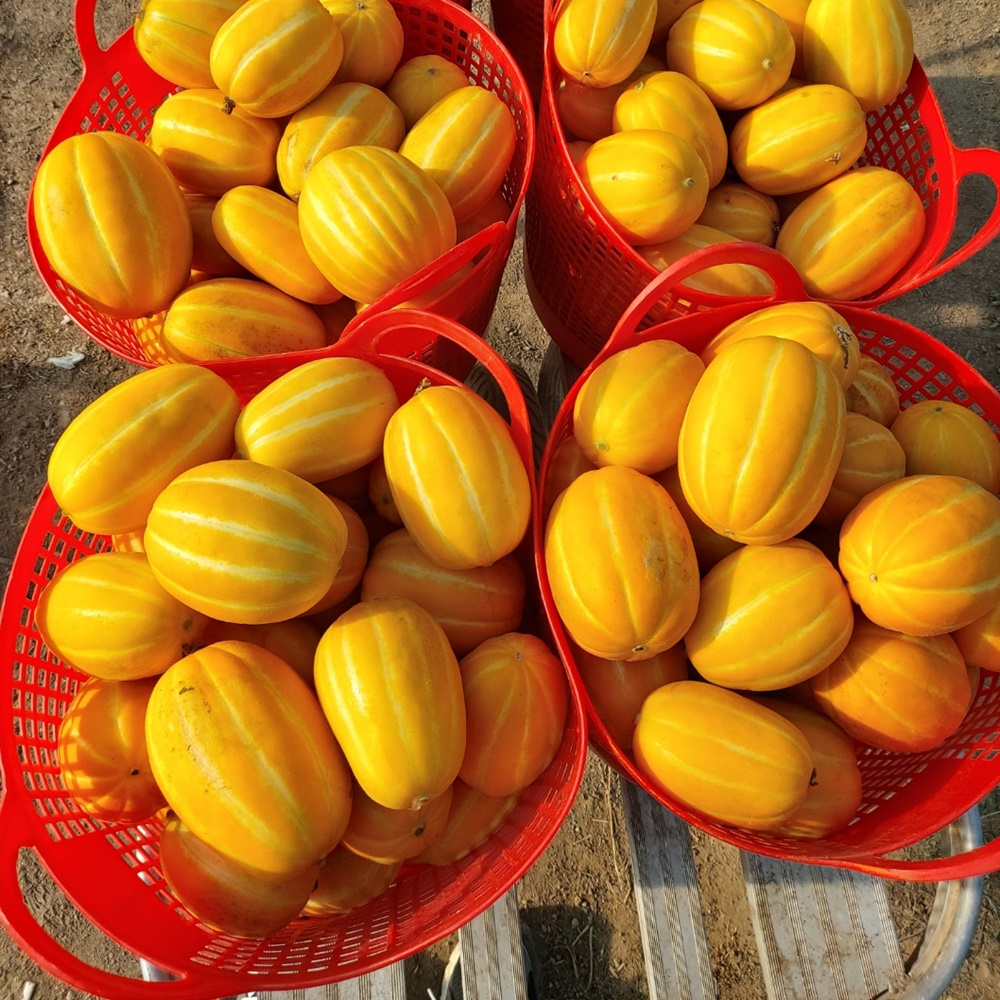 성주참외 꿀참외 못난이참외 1.5kg : 미각부부