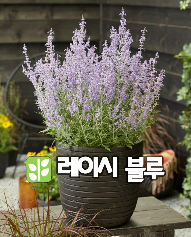 러시안세이지 레이시블 P9포트 : 산골정원