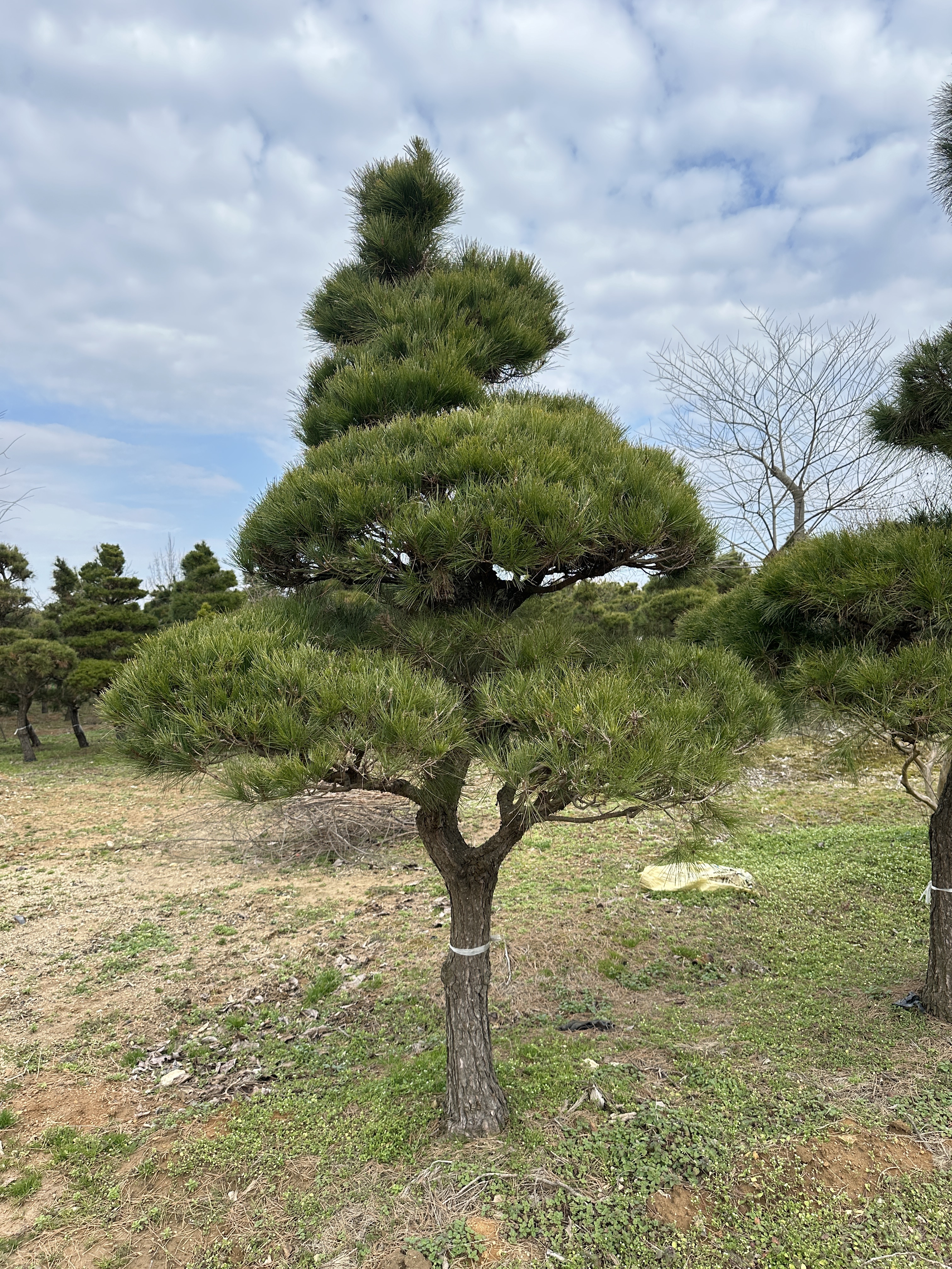 리조트 공원 조경공사 소나무 : 삼산솔밭농장