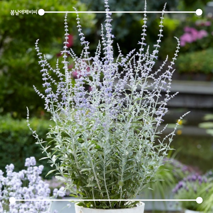 [봄날애제비씨] Russian Sage, 러시안 세이지 모종 여름 가을 꽃 특선 : 봄날애제비씨
