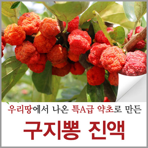 꾸지뽕 열매 즙 구지뽕 진액 구찌뽕 원액 꾸찌뽕 파는곳 : 신토불이약초