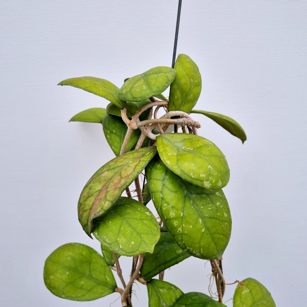 호야 라리사 (Hoya Larisa)  / 향기,꽃대많네요. : 조이플랜트