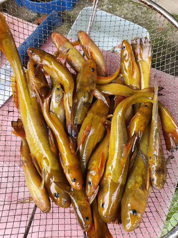 청년어부의 빠가사리 민물매운탕 밀키트 : 한탄강청년어부