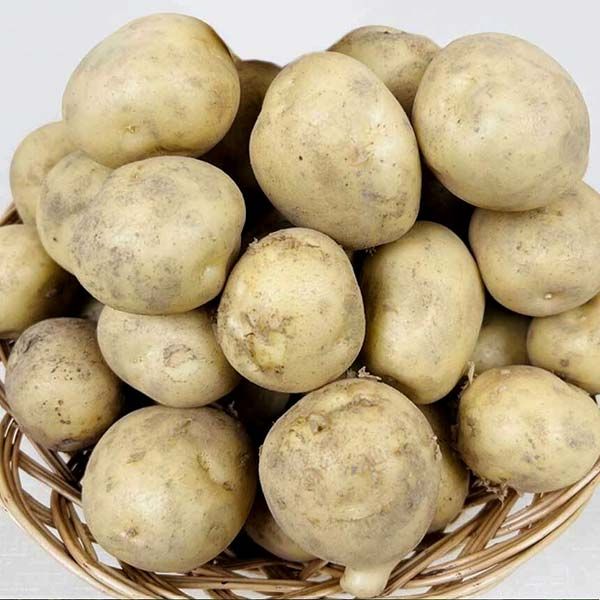 강원도 감자 중-대 3kg/5kg : 그린빈즈
