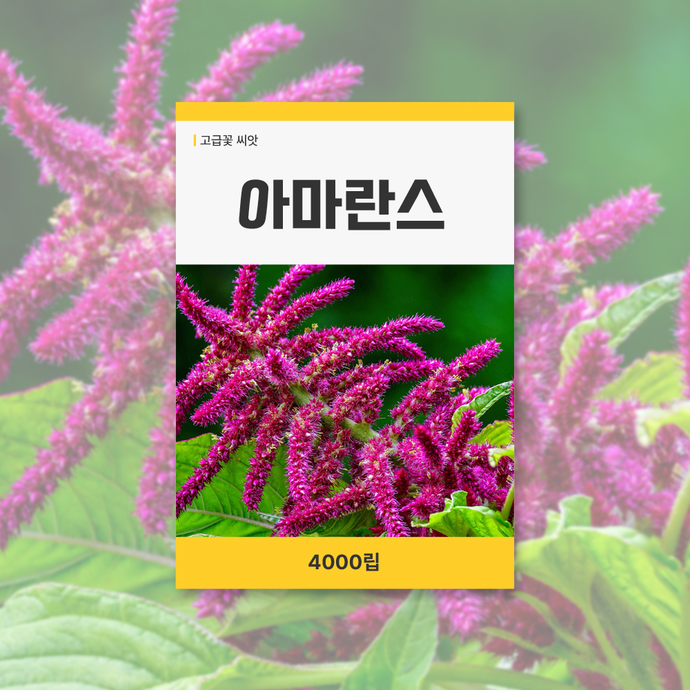 아마란스 야생화 씨앗 봄꽃 꽃씨 키우기 데팡스 : 데팡스 홈가드닝 종합쇼핑몰