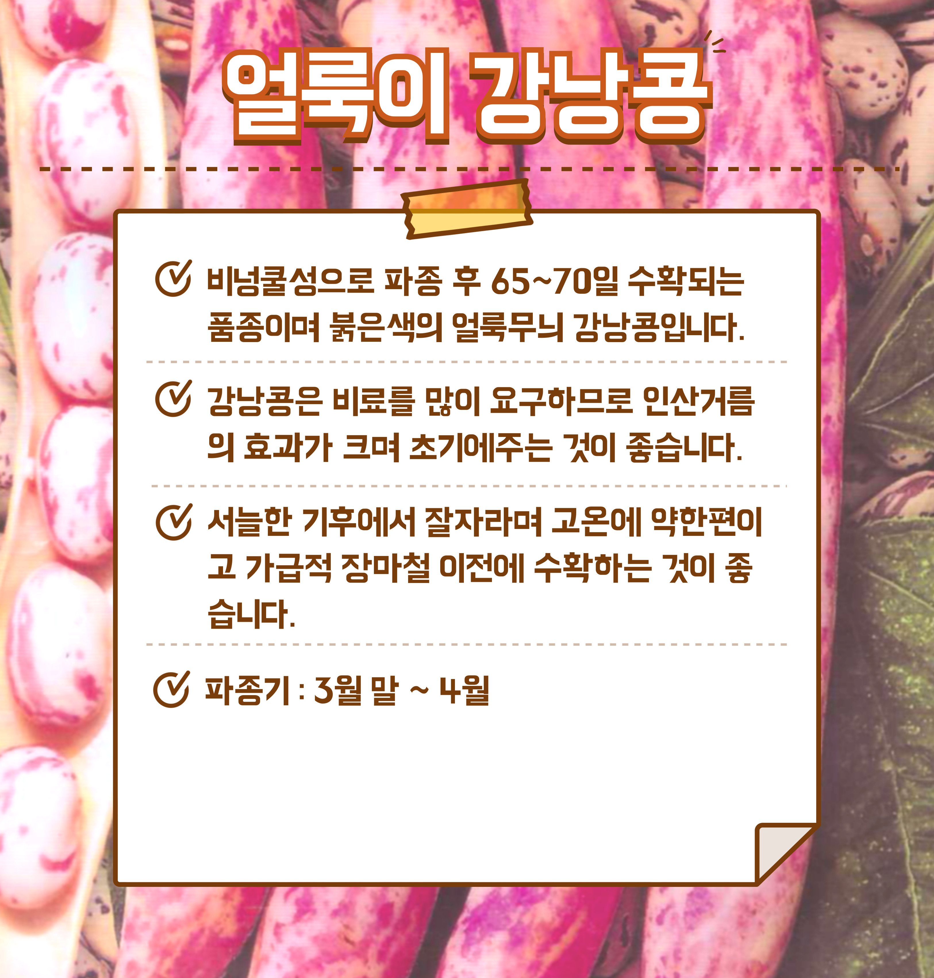 국산 얼룩이 강낭콩 씨앗 600g 대용량 비덩쿨성 얼룩 강낭콩 비넝쿨성 : 친환경식물 키움스토어