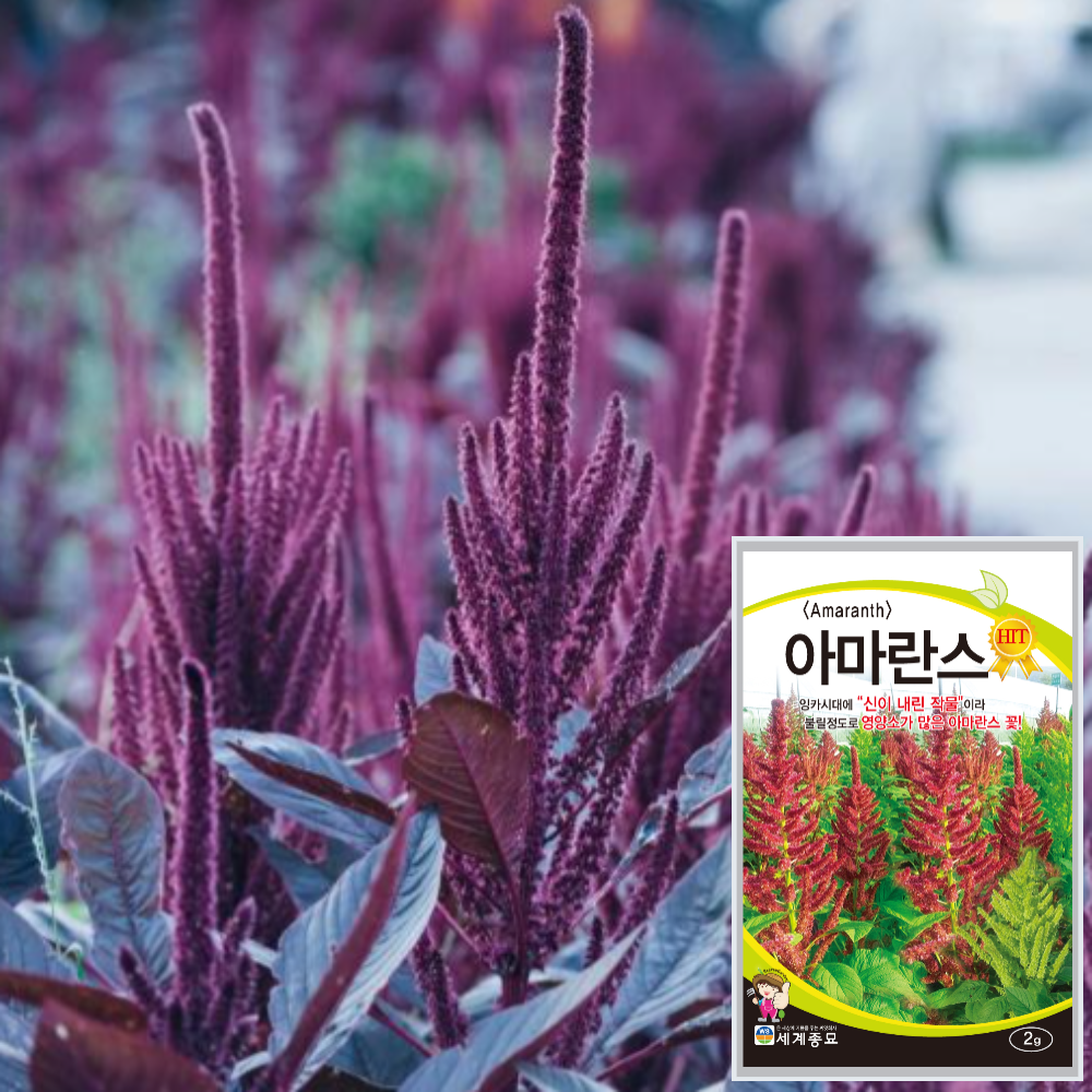 아마란스 꽃씨 종자 씨 2g : 근소텃밭