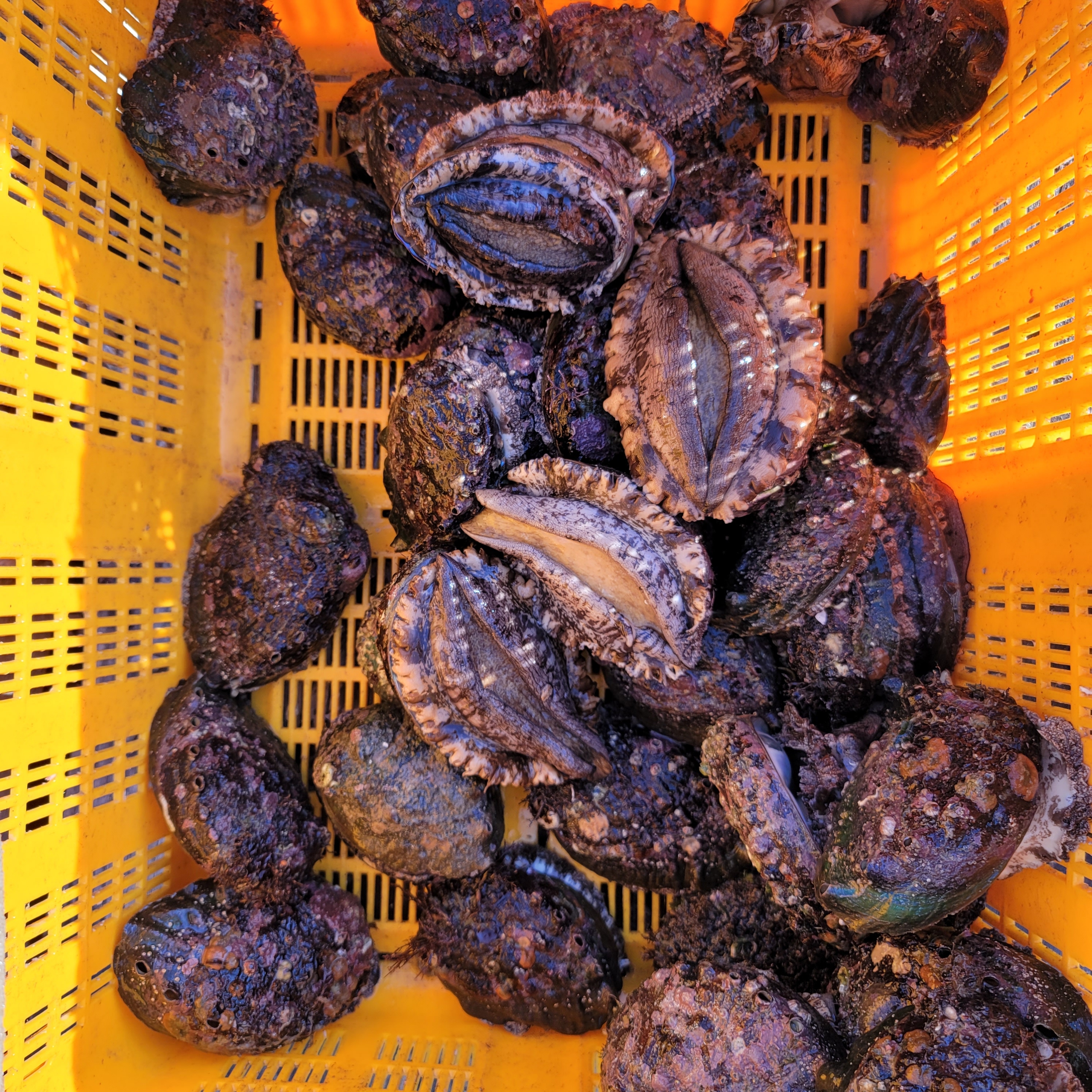 다이버수산 거제도 자연산 전복 해녀채취 대 특대 선물용 1kg : 다이버수산