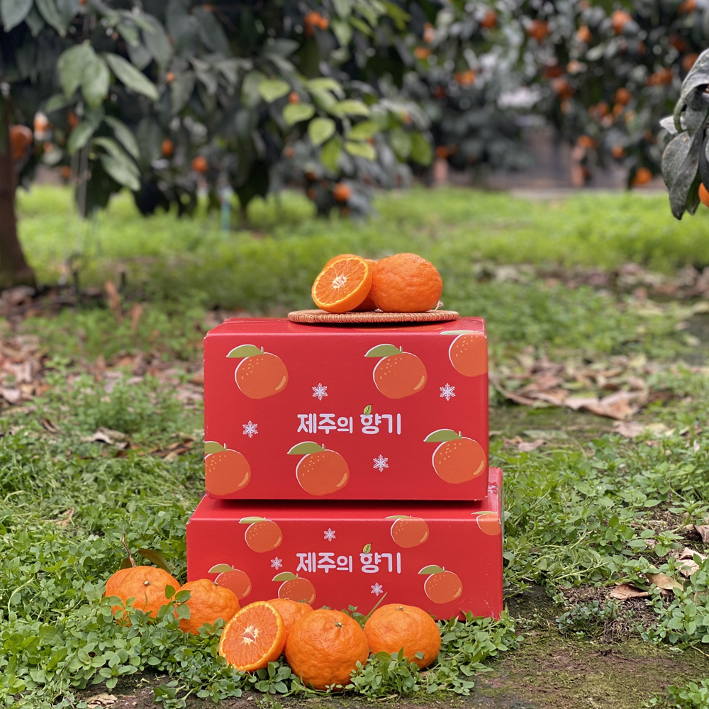 제주도 고당도 카라향 감귤 10kg 5kg 3kg 1kg 가정용 선물용 효돈농장 산지직송 : 귤스데이