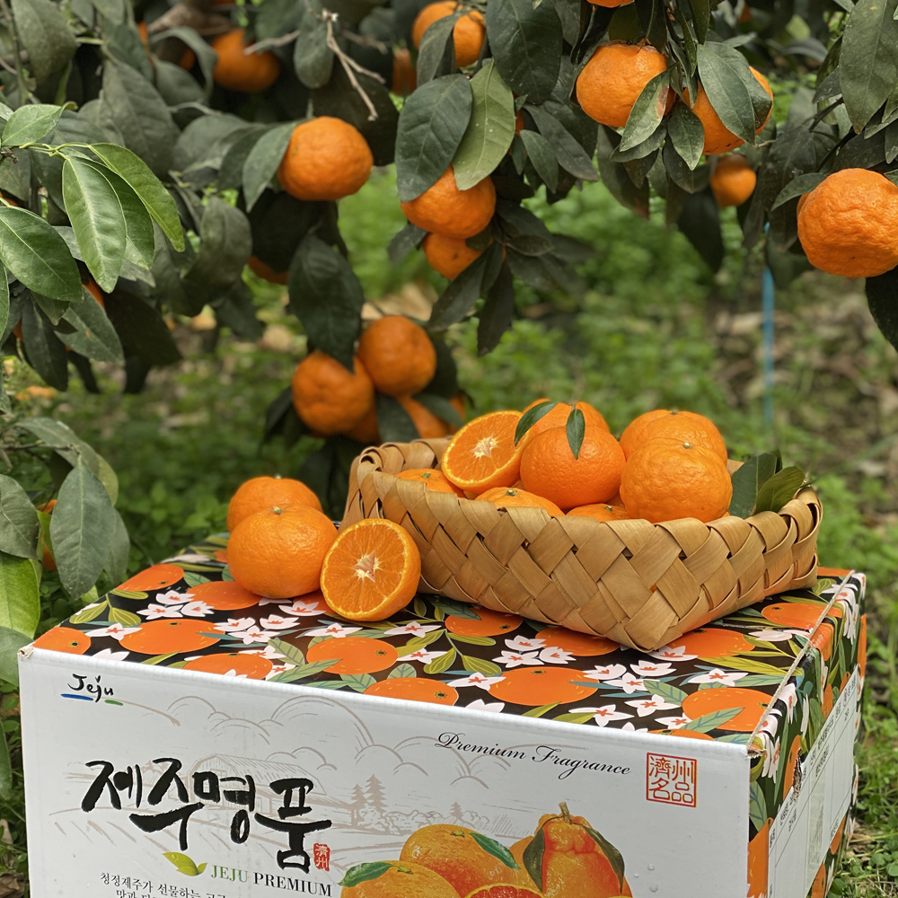제주도 고당도 카라향 감귤 10kg 5kg 3kg 1kg 가정용 선물용 효돈농장 산지직송 : 귤스데이