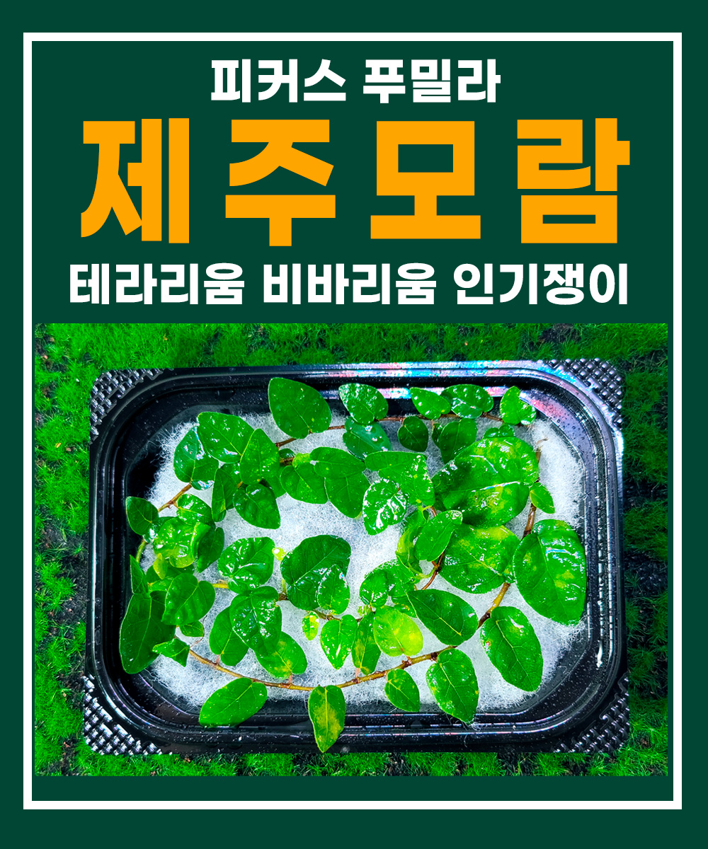 피커스 푸밀라 제주모람 30cm 길이별 크기 14x9 팩 크기 테라리움 DIY만들기 : 주다리움