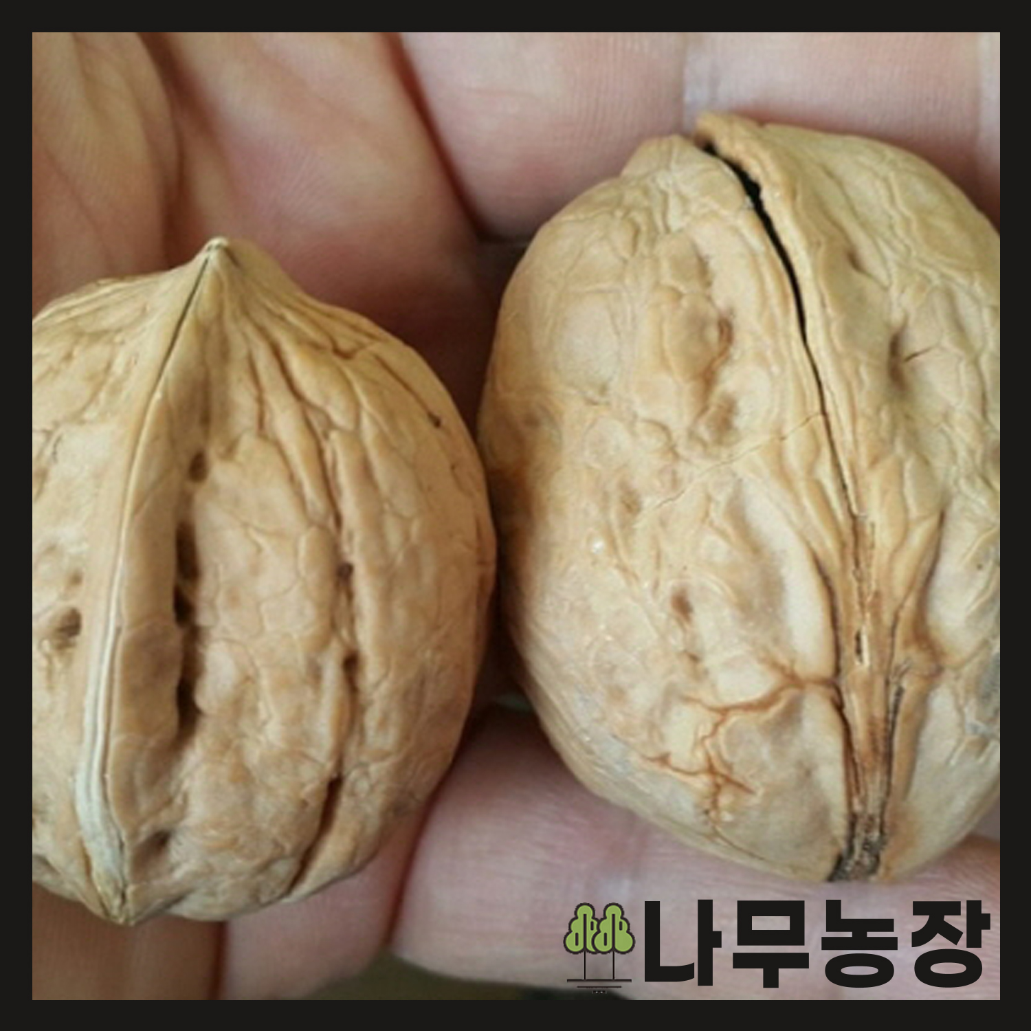 (나무농장) 호두 나무 묘목 왕호두 접목호두 : 우리나무농장