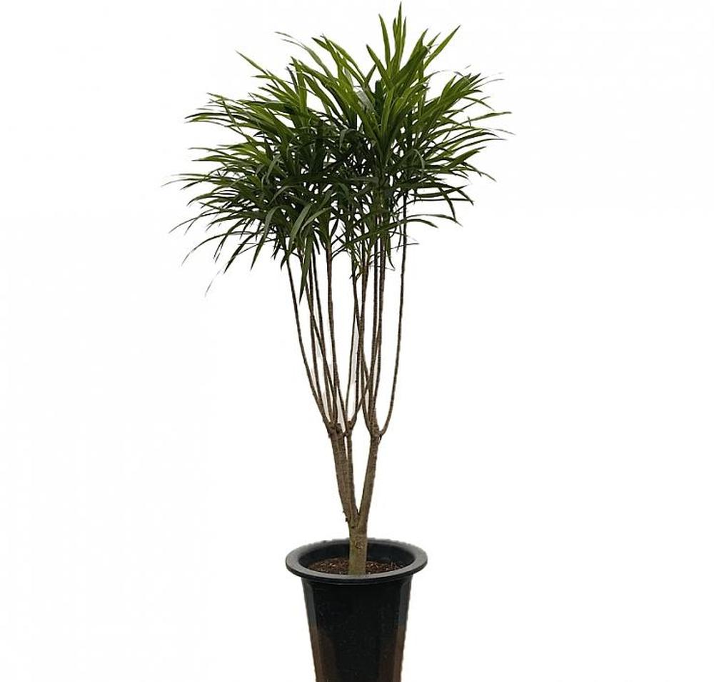 공기정화식물 드라세나 자바 대품 약125cm : 츼츼상점