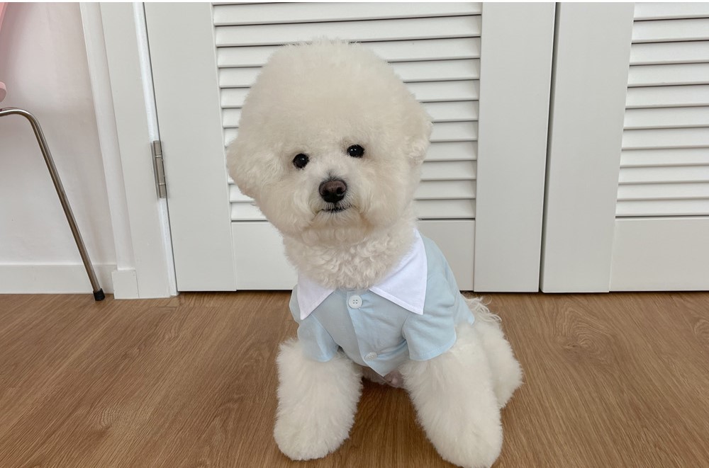 강아지옷 외출복 봄옷 코튼 롤린 데일리 셔츠 S-XL : 아뭉아뭉
