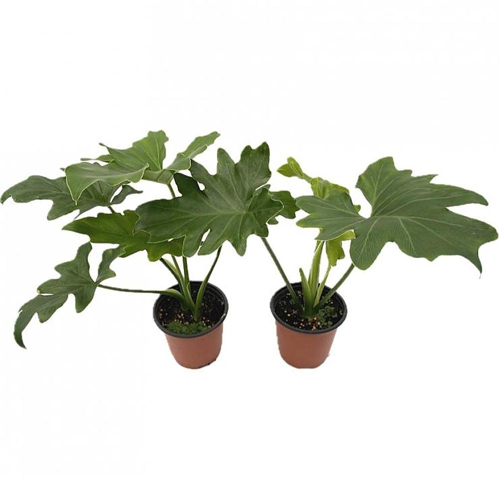 공기정화식물 1+1 호프셀렘 소품 약30cm : 츼츼상점