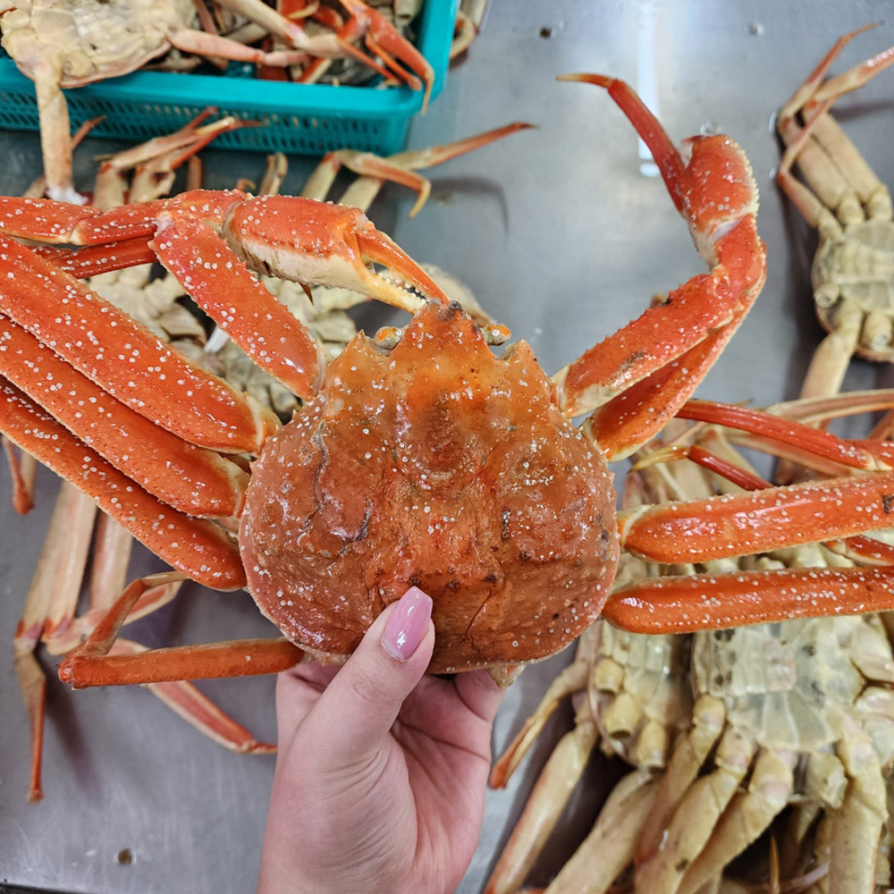 러시아 대게 스노우크랩 A급 자숙 선어 대게 2kg 외 3종 수율보장 : 온더스푼